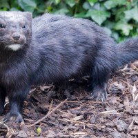 American Mink